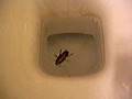How do you kill a cockroach?