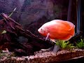 9 inch oscar cichlid