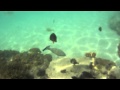 Blue Lagoon Snorkeling - Fiji - YouTube