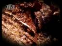 videos de BATISKAF- Intermezzo