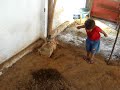 carisma da criança com o animal e vice versa 