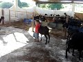 carisma da criança com o animal e vice versa 