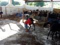 carisma da criança com o animal e vice versa 