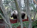 Moose in Anchorage (1)