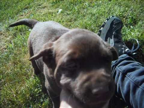 ducky at 6 weeks of age