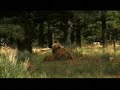 Bear released into the wild by Alex Balk Bear released into the wild by Alex Balk