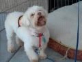 title="Phoebe