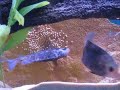 Paretroplus kieneri spawn Paretroplus kieneri spawn