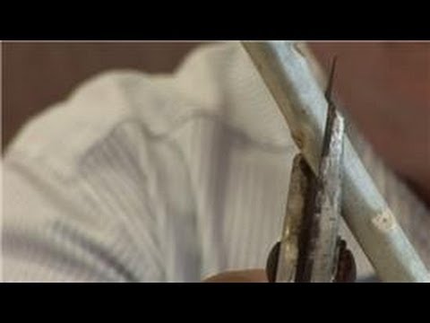 how to transplant frangipani cuttings