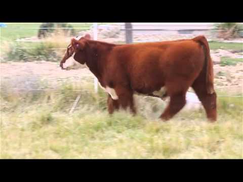 BODaciousX - Bodacious x Maine.