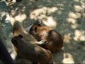 Capybara\