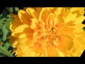 Nature's Praise - Part 6 (What A Friend We Have in Jesus)