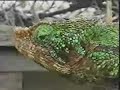 Chameleons of Madagascar