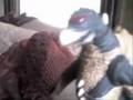 Space Godzilla ATTACKS!!!
