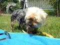 Cessy tollwütig im Garten