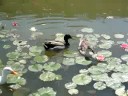 Duck with Orange and Lemon