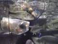 Feeding Bass at Cabela's