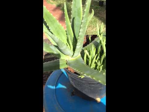 how to transplant succulent pups