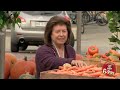 Doggy Crushed By Potatoes Prank