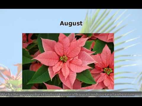 how to transplant a poinsettia to your garden