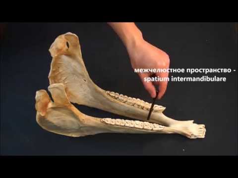 Нижняя челюсть домашних животных
