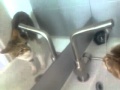 Pouki le chat bizarre !!!
