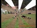 DRESAJ DOGMASTER (malinois)