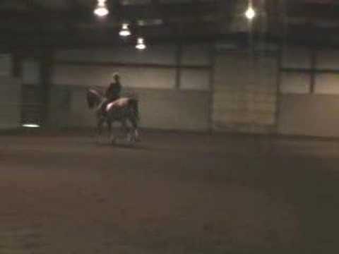 Harry Callahan American Saddlebred ...