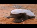 I liked a @YouTube video http://t.co/YqNFuIDLDA Honey Badger Narrates: The Precious Nastyass Baby Honey Badger Kit