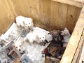 refugio perros maltratados (rancagua)