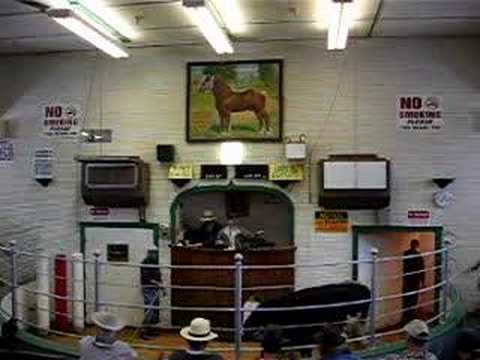 $1000 Cow