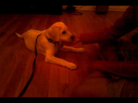 12 week Labrador puppy tricks and training