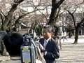 さくら満開動画20