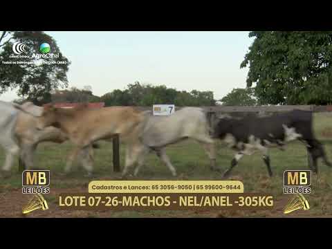 555� LEIL�O VIRTUAL MB LEIL�ES