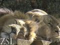 Lions snoozing Lions snoozing