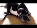 Moki being cute (Mishka the Talking Husky Dog's sister)
