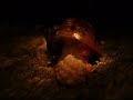 Apple Snail
