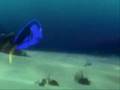Perda de Memória Recente - Procurando Nemo