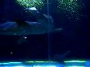 Sharks & Smileys