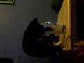 stinker kitten drinking guinness