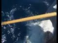 Marlin Azul - Albacor