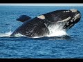 LA BALLENA FRANCA AUSTRAL DESAPARECE. PETROLEO