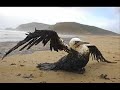 LA BALLENA FRANCA AUSTRAL DESAPARECE. PETROLEO