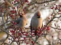 these bohemian waxwings were filmed by s�amus feeney as they fed on ripe berries in a roadside hawthorn hedge at edenreagh, cliffoney - along the main sligo-donegal road.  these birds are not commonly seen in ireland.  in some winters, such as this one, a combination of a good breeding season in scandinavia and northern russia, with suitable weather results in a mass movement southward, with some flocks reaching as far west as ireland.  the birds are very approachable, and as the soundtrack to this clip shows, are not bothered by passing traffic on a busy road.

visit birdwatch sligo's website at:

 http://www.sligobirding.com