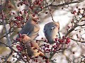 these bohemian waxwings were filmed by s�amus feeney as they fed on ripe berries in a roadside hawthorn hedge at edenreagh, cliffoney - along the main sligo-donegal road.  these birds are not commonly seen in ireland.  in some winters, such as this one, a combination of a good breeding season in scandinavia and northern russia, with suitable weather results in a mass movement southward, with some flocks reaching as far west as ireland.  the birds are very approachable, and as the soundtrack to this clip shows, are not bothered by passing traffic on a busy road.

visit birdwatch sligo's website at:

 http://www.sligobirding.com