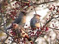 these bohemian waxwings were filmed by s�amus feeney as they fed on ripe berries in a roadside hawthorn hedge at edenreagh, cliffoney - along the main sligo-donegal road.  these birds are not commonly seen in ireland.  in some winters, such as this one, a combination of a good breeding season in scandinavia and northern russia, with suitable weather results in a mass movement southward, with some flocks reaching as far west as ireland.  the birds are very approachable, and as the soundtrack to this clip shows, are not bothered by passing traffic on a busy road.

visit birdwatch sligo's website at:

 http://www.sligobirding.com