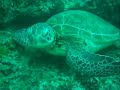 Exmouth Underwater - Ningaloo Reef Exmouth Underwater - Ningaloo Reef