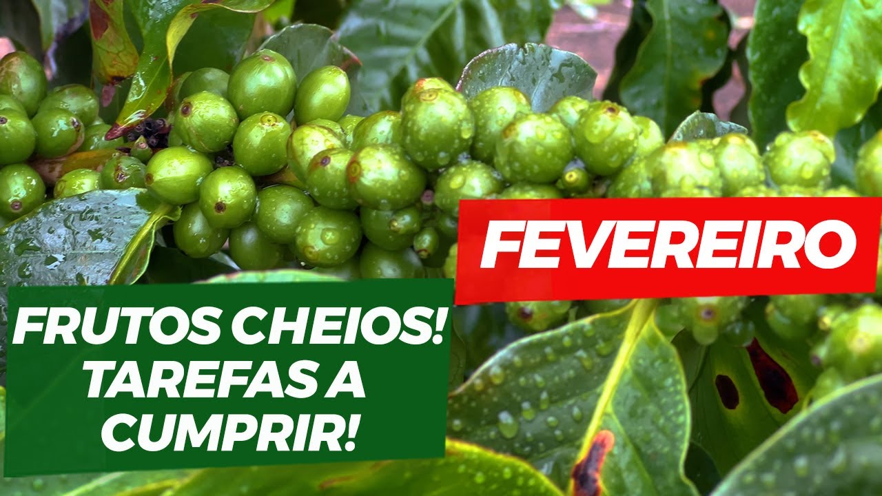 Frutos cheios para esse ano! Já é hora de cuidar do ano que vem?| No Pé do Café