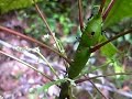 Ant Plant