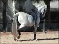 LUSITANO HORSES JAZZ